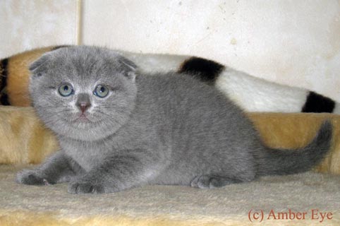 Вислоухий голубой котенок
