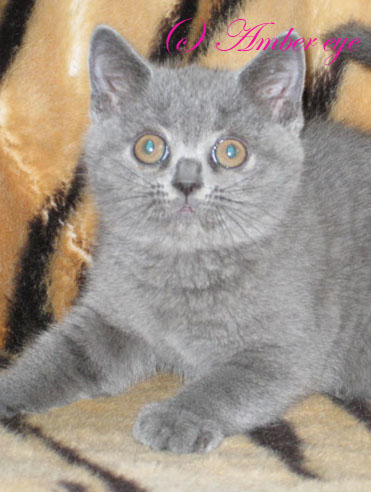 британский котенок голубого окраса, мальчик