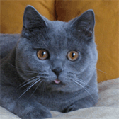 Британский котенок - Арни